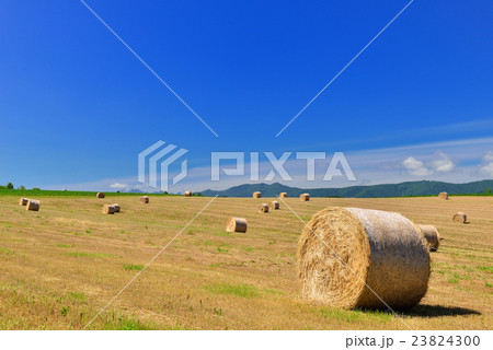 美瑛の丘 23824300