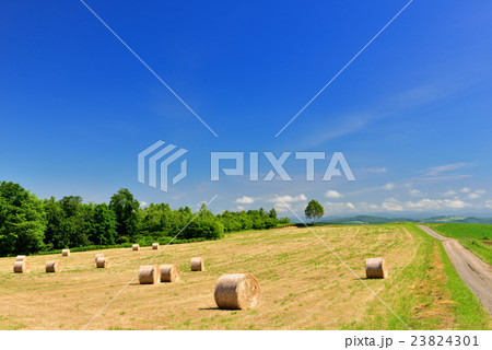 美瑛の丘 23824301