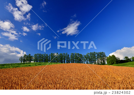 美瑛の丘 23824302