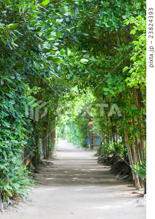 備瀬のフクギ並木 23824393