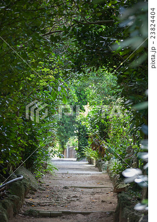 備瀬のフクギ並木 23824404