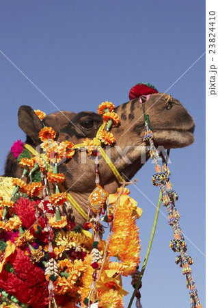 Decorated Camel 23824410