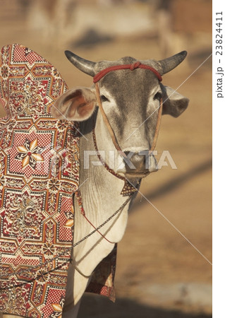Bullock for Sale Bullock for Sale 23824411