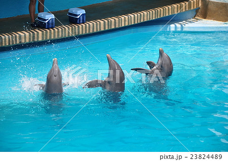 イルカ イルカ 23824489