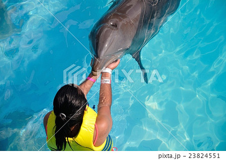 イルカ 23824551