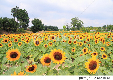 ヒマワリの花 23824638