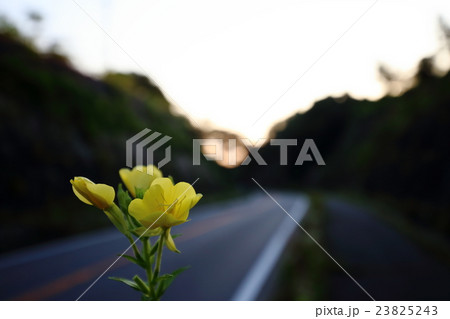 待宵草 待宵草 23825243