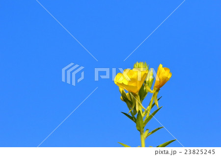 まつよいぐさ まつよいぐさ 23825245