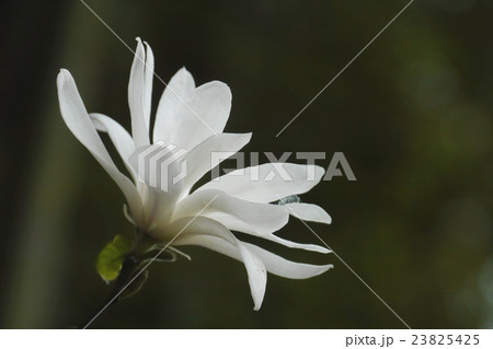 タムシバ 23825425