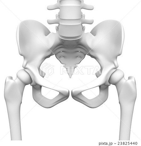 人間の骨盤とその周辺の骨の3dレンダリング画像のイラスト素材