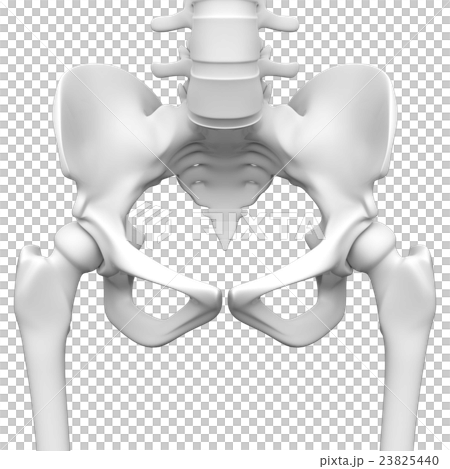人間の骨盤とその周辺の骨の3Dレンダリング画像 23825440