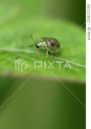 生き物　昆虫　イノコヅチカメノコハムシ、イノコヅチの葉の上にいます。大きな目をしています 23825526