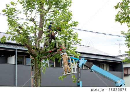 整備　樹木の手入れ　伐採 23826073