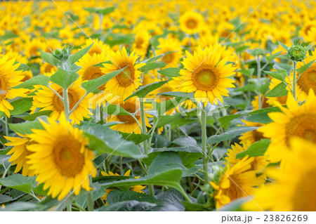 北海道　北竜町のひまわりの里 23826269