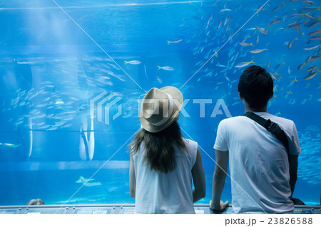 水族館でデートをするカップル 23826588