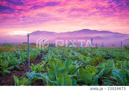 Sunrise in background with tobacco field 23826673