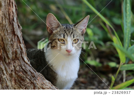 庭の子猫 23826937