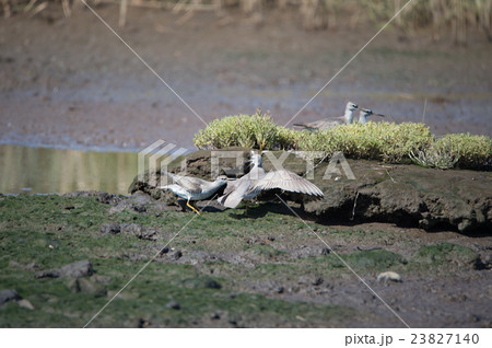野付半島のキアシシギ 23827140