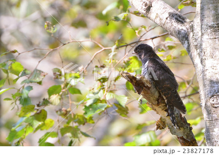 ポロトのツツドリ 23827178