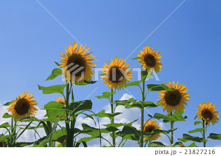 ヒマワリと空　夏イメージ 23827216