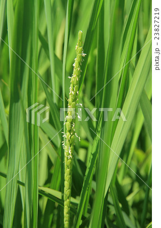 稲の花 稲の花 23827219