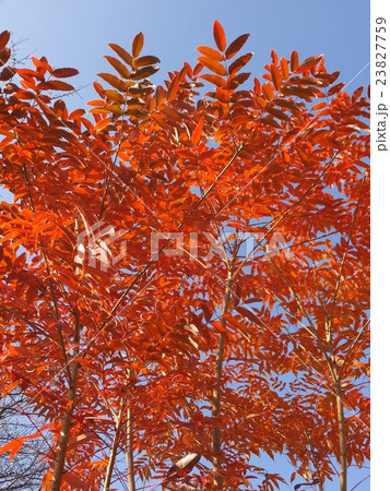 色鮮やかに紅葉したハゼノキと青い空 色鮮やかに紅葉したハゼノキと青い空 23827759