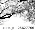 晩秋の空を見上げたときの樹木の枝 23827766