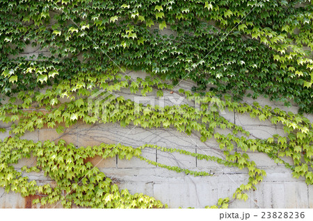 蔦の壁 23828236