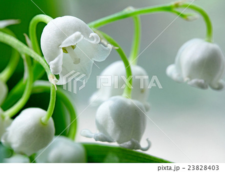 lily-of-the-valley macro flowers lily-of-the-valley macro flowers 23828403