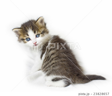 cat kitten pets domestic cat kitten pets domestic 23828657