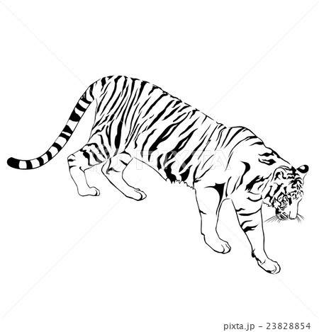 Tiger walking stride. Victor 23828854
