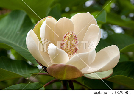 ホオノキ雌性期の花　高尾山一丁平 23829009
