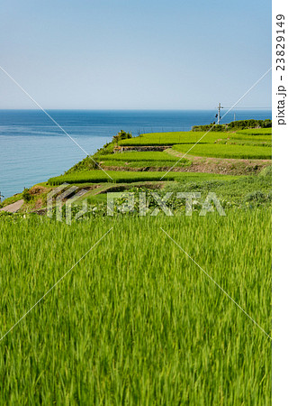 袖志の棚田 袖志の棚田 23829149
