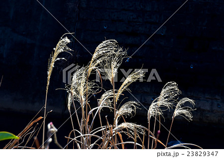 冬の枯れススキ 23829347