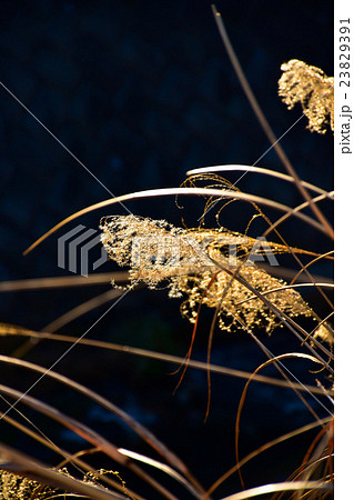 冬の枯れススキ 23829391