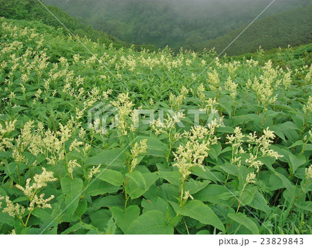 北アルプスのお花畑を行く登山者 23829843
