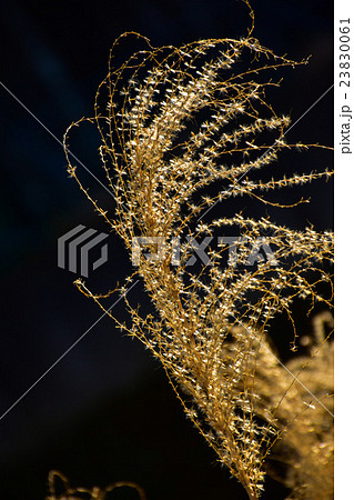 冬の枯れススキ 23830061