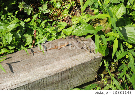 ナメクジを捕食したニホンカナヘビの写真素材