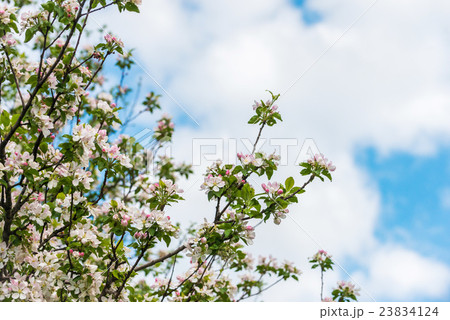 Spring blossom Spring blossom 23834124