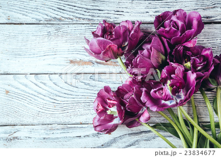 purple tulips on the wood background purple tulips on the wood background 23834677