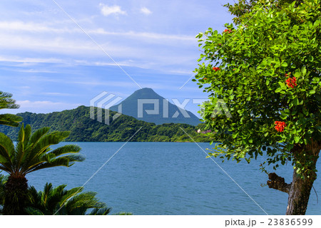 デイゴの花咲く池田湖畔と開聞岳 23836599