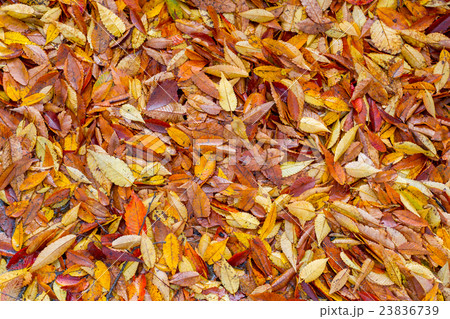 foliage for background and texture foliage for background and texture 23836739