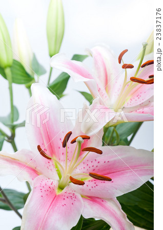 pink lily flower bouquet 23837176