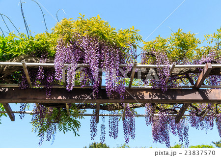 早朝の藤の花 23837570
