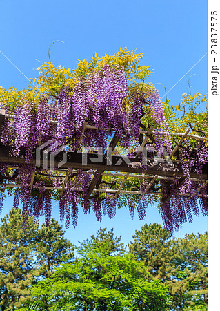 早朝の藤の花 23837576