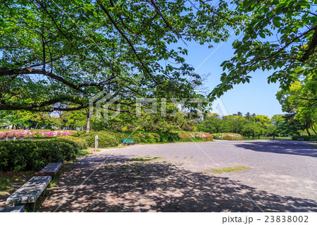 ツツジ咲く新緑の名城公園 ツツジ咲く新緑の名城公園 23838002