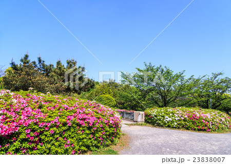 ツツジ咲く新緑の名城公園 23838007