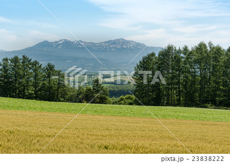 旭岳と麦畑 旭岳と麦畑 23838222