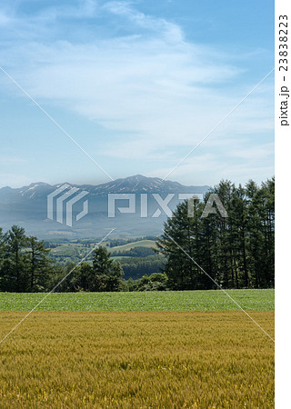 旭岳と麦畑 23838223