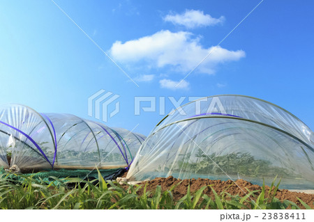 初夏の畑 23838411